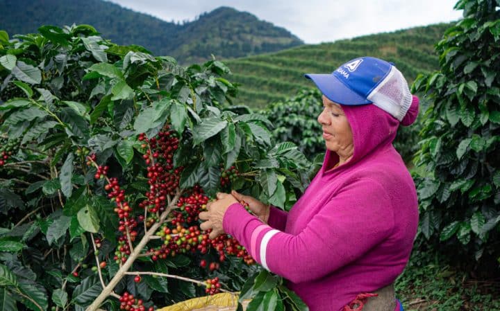 El Salvador Pacamara Natural - Image 2