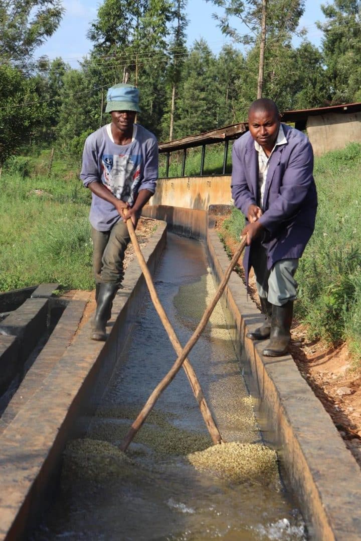 Kenya Kamwangi - Image 4