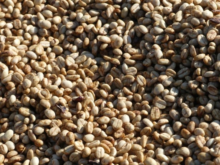 Burundi Ikawa Nziza Lot 1 - Image 4