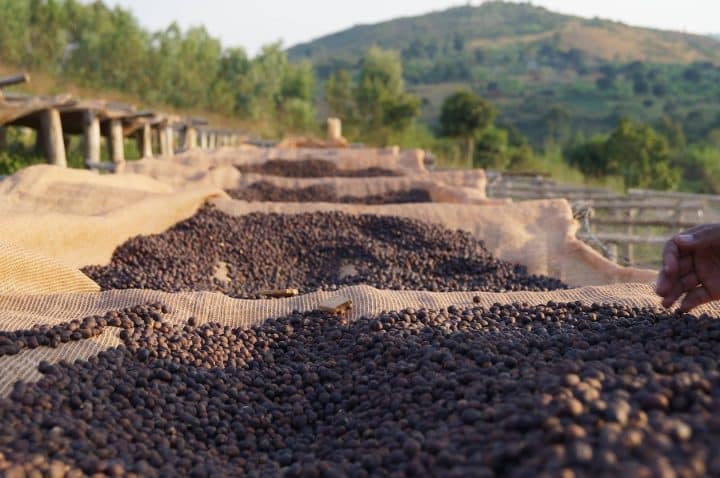 Burundi Ikawa Nziza Lot 1 - Image 2