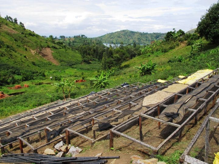 Congo Muungano - Image 3