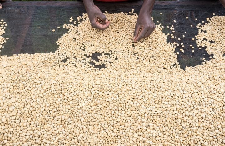 Kenya Gatina Nyeri AA - Image 3