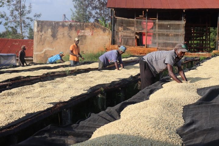 Kenya Kamwangi AA - Image 2