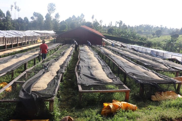Kenya Kamwangi AA - Image 5
