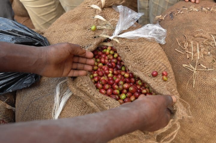 Ethiopia Duromina Lot 4 - Image 5