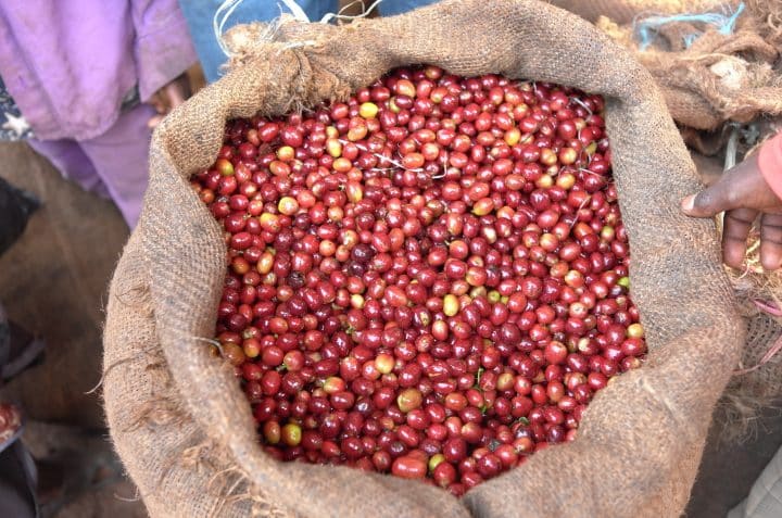 Ethiopia Bale Mountain Natural - Image 7