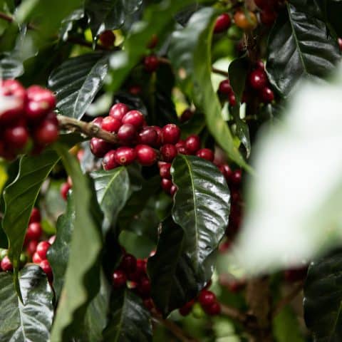 Guatemala Los Pinos