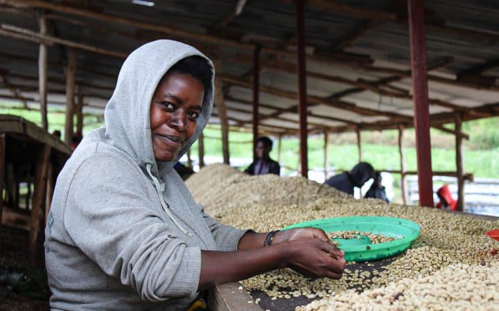 Rwanda Sholi Washed - Image 5