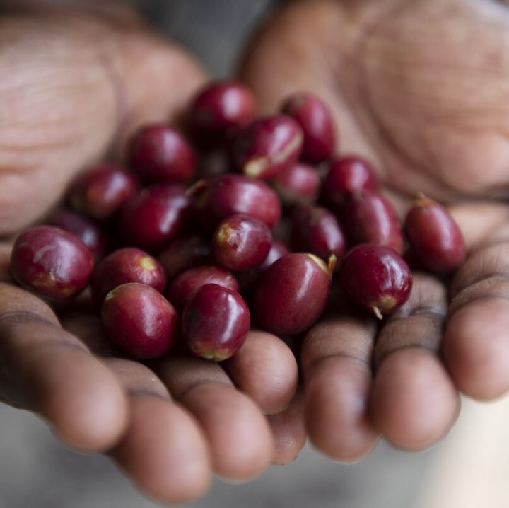 Rwanda Sholi Washed - Image 4