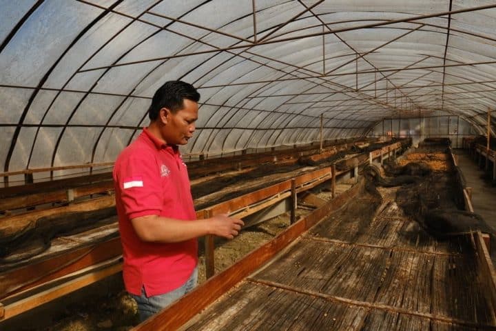 Sumatra Ribang Gayo - Image 5