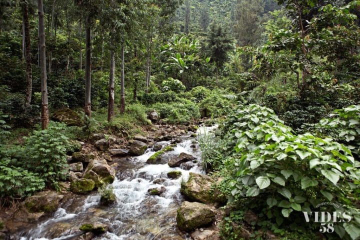 Guatemala Los Pinos - Image 3